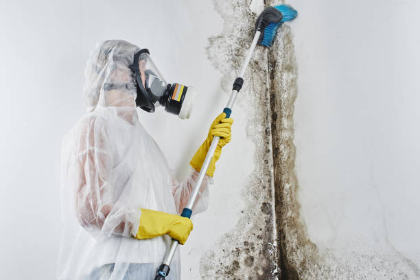 Mold Removal and Inspection in Gresham, OR