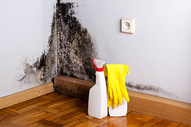 Gresham, OR Mold Removal Company