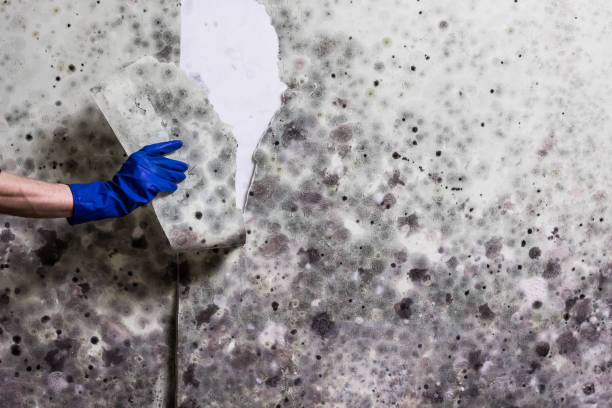 Best Certified Mold Removal  in Gresham, OR